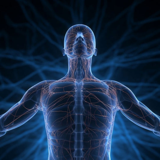 ¿Cómo actúa el CBD en el cuerpo humano?