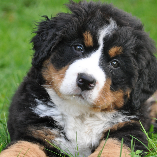 Beneficios del CBD para Mascotas