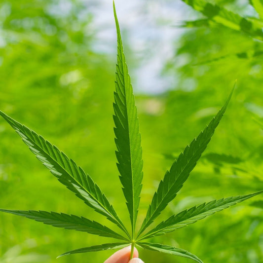 10 Consejos Efectivos para Dejar de Consumir Marihuana de Forma Segura y Exitosa