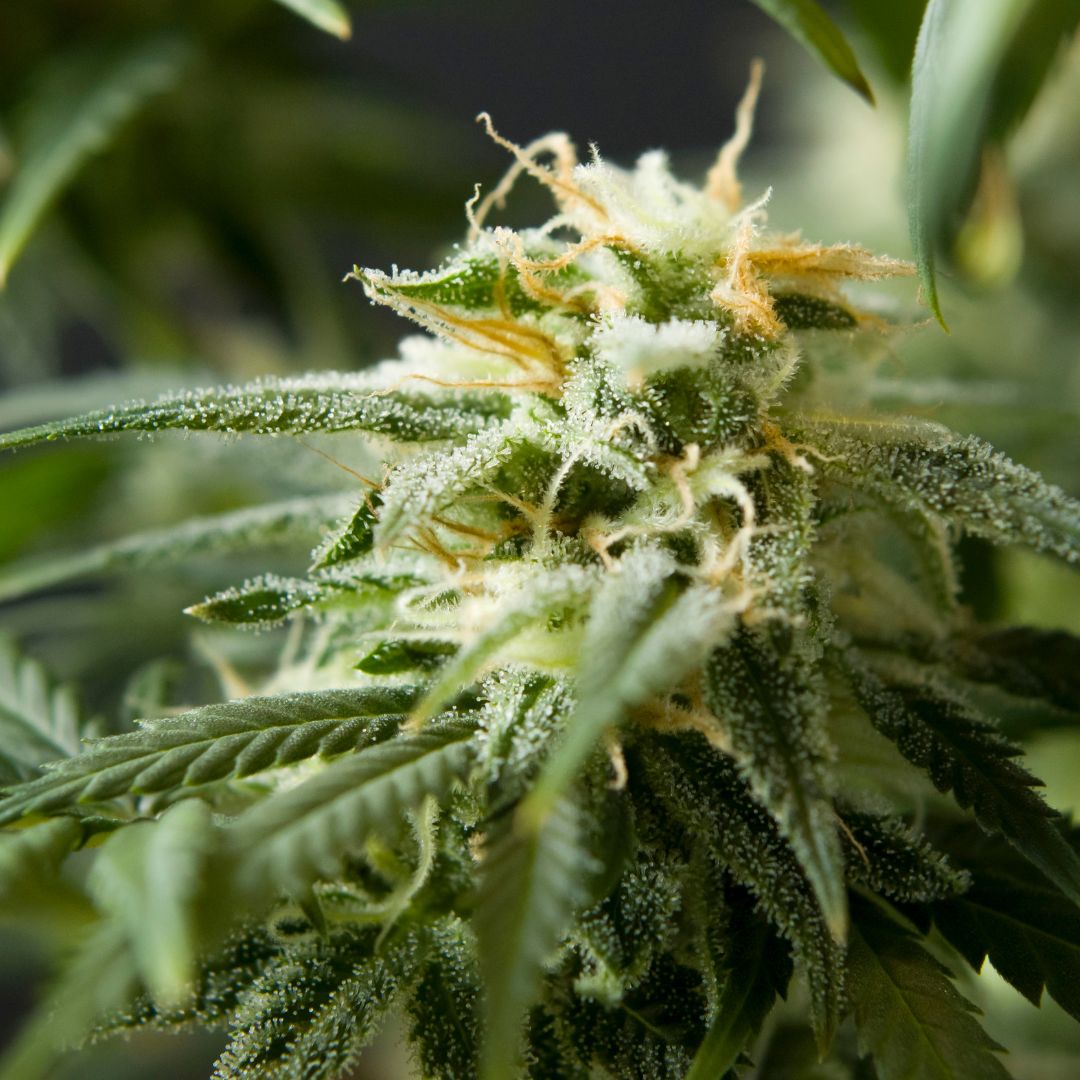 Cómo Elegir las Mejores Flores de CBD: Consejos para Seleccionar la Variedad Perfecta para Ti