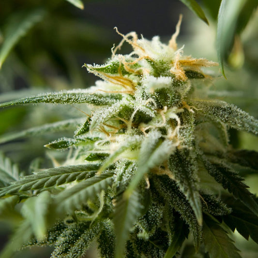 Cómo Elegir las Mejores Flores de CBD: Consejos para Seleccionar la Variedad Perfecta para Ti