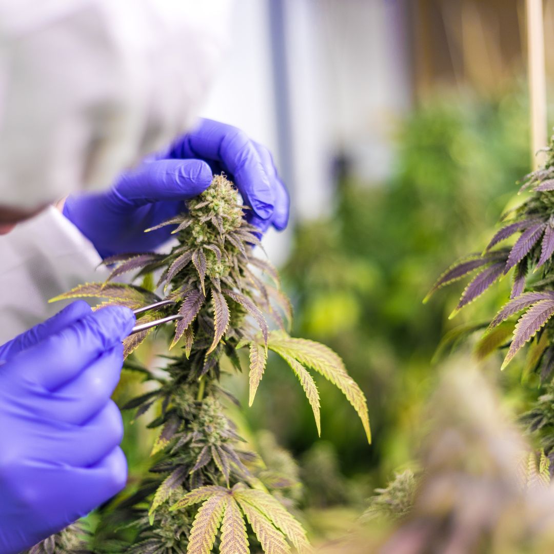 El Cultivo de Flores de CBD: Una Mirada Detallada al Proceso de Cultivo Sostenible y Orgánico