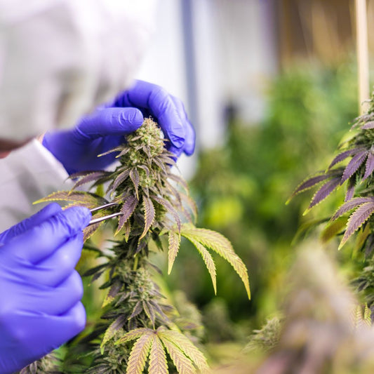 El Cultivo de Flores de CBD: Una Mirada Detallada al Proceso de Cultivo Sostenible y Orgánico