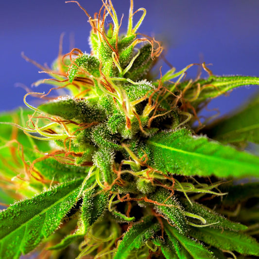 Cómo Consumir Flores de CBD: Diferentes Métodos y Recomendaciones para una Experiencia Óptima