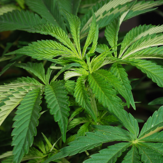 CBD vs. THCP: Explorando las Diferencias entre Estos Compuestos !