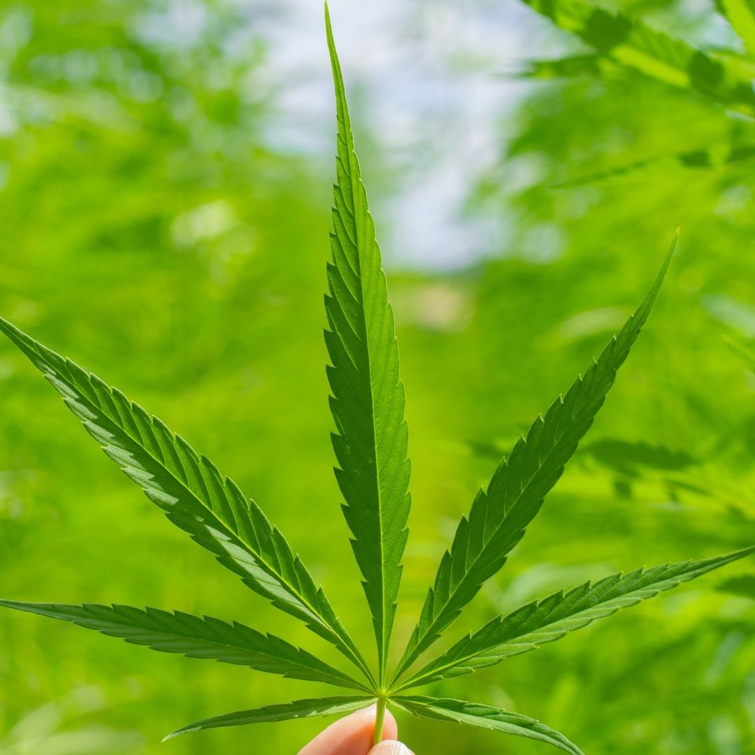 10 Consejos Efectivos para Dejar de Consumir Marihuana de Forma Segura y Exitosa