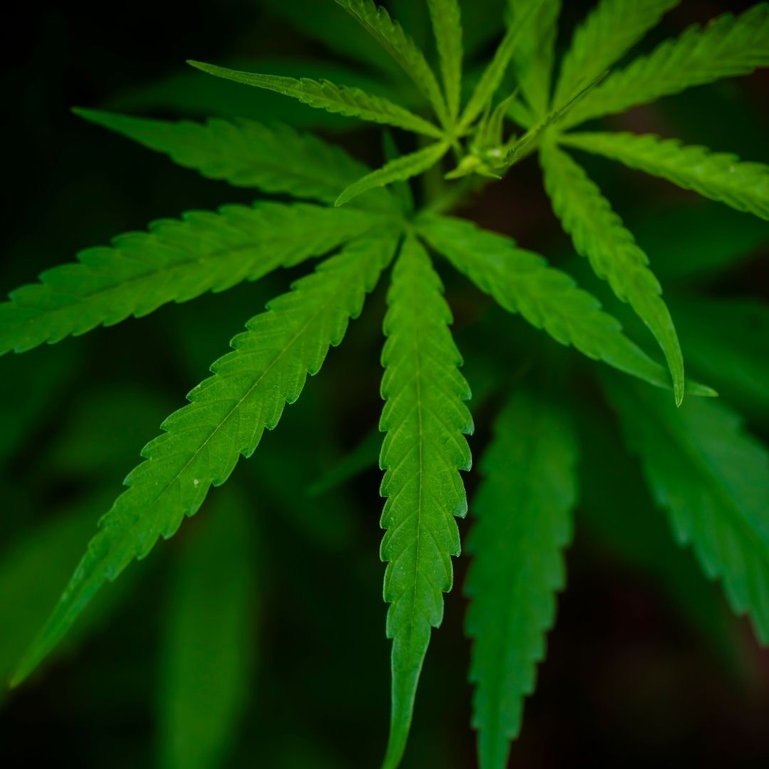 CBD vs. THC: Entendiendo las Diferencias y Beneficios para tu Bienestar