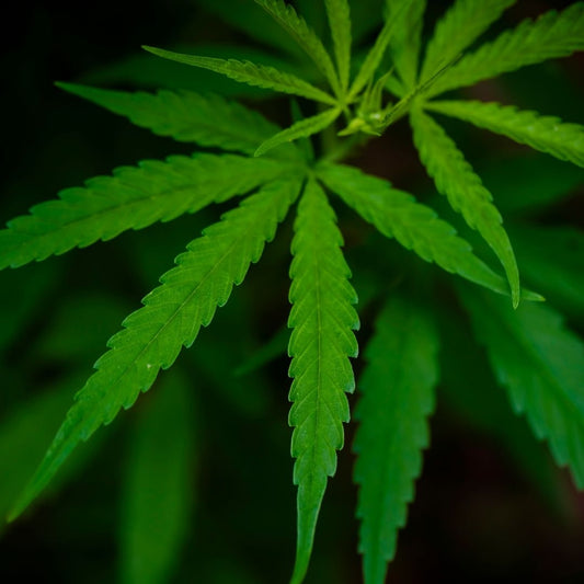 CBD vs. THC: Entendiendo las Diferencias y Beneficios para tu Bienestar