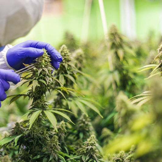 Guía Completa sobre las Flores de CBD: Cómo Elegir entre Cultivo Indoor, Outdoor y Greenhouse