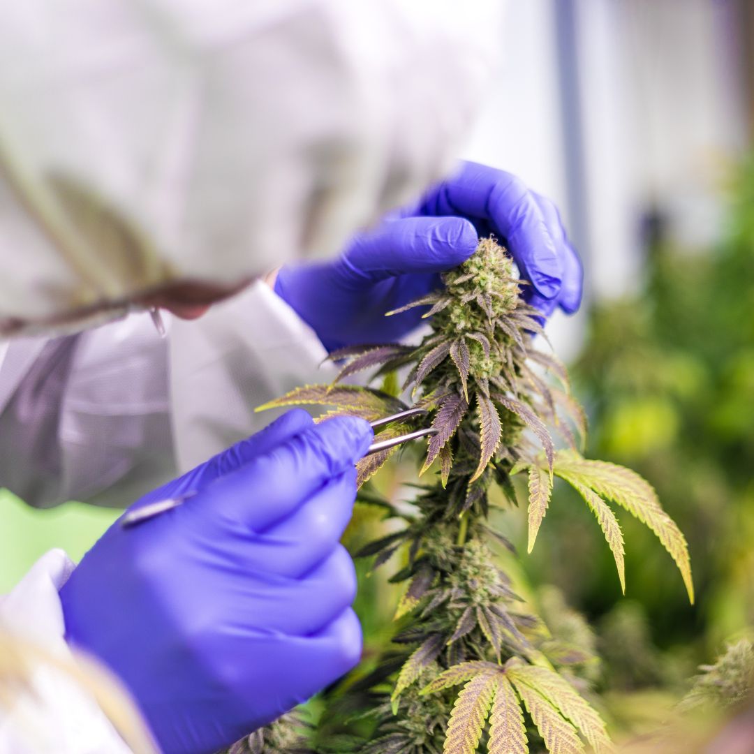 El cáñamo: una planta de múltiples virtudes