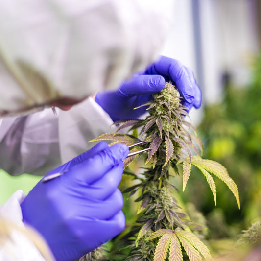 El cáñamo: una planta de múltiples virtudes